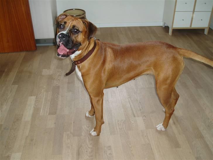 Boxer Ronja billede 6