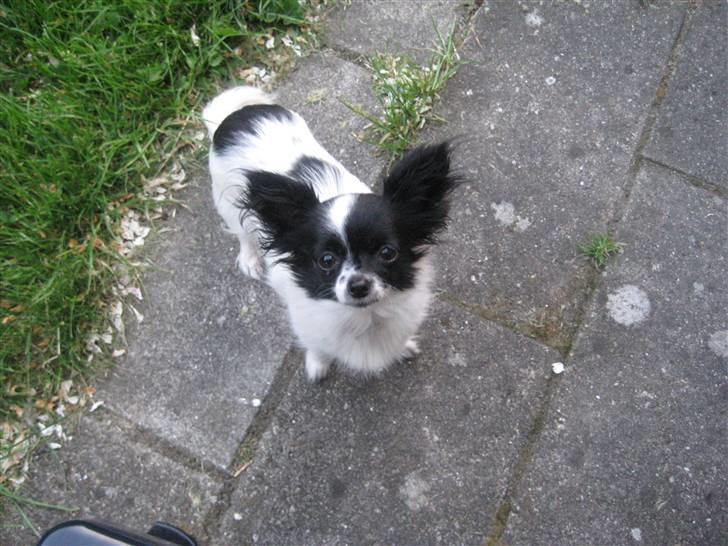 Blanding af racer Daisy billede 18