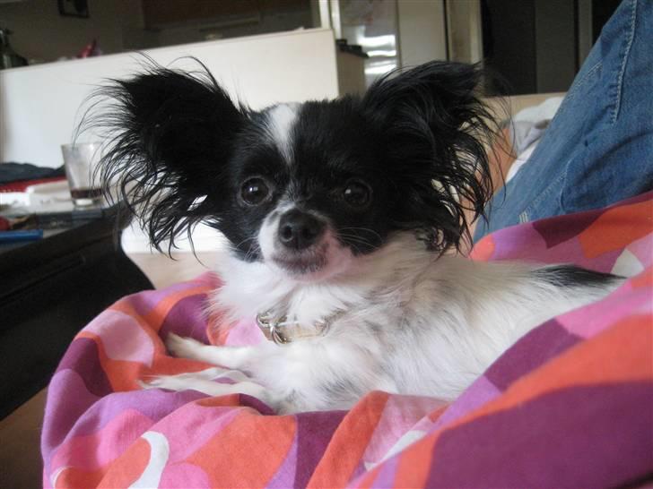 Blanding af racer Daisy - Bob marley billede 19