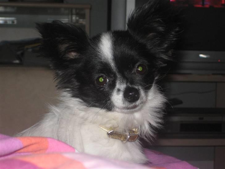 Blanding af racer Daisy billede 20