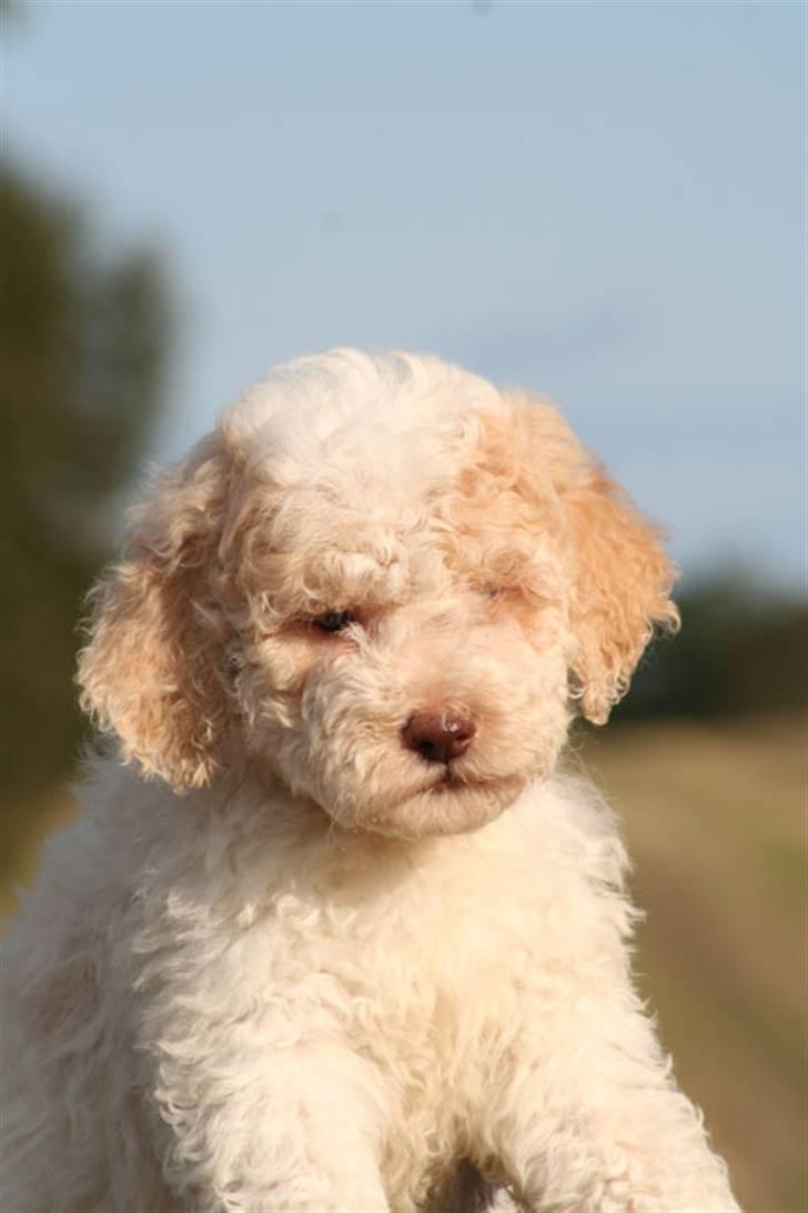 Lagotto romagnolo Ilare lapinlumon billede 1