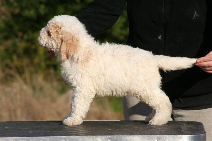Lagotto romagnolo Ilare lapinlumon billede 2