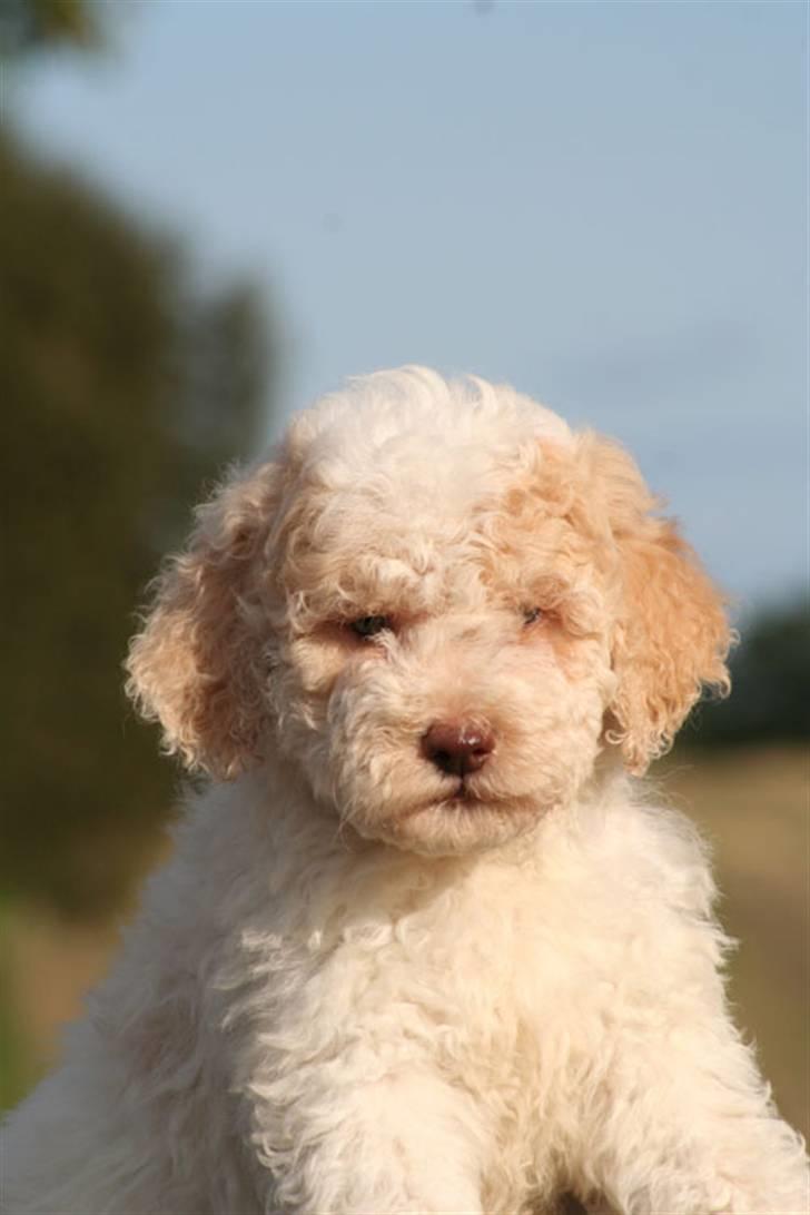 Lagotto romagnolo Ilare lapinlumon billede 3