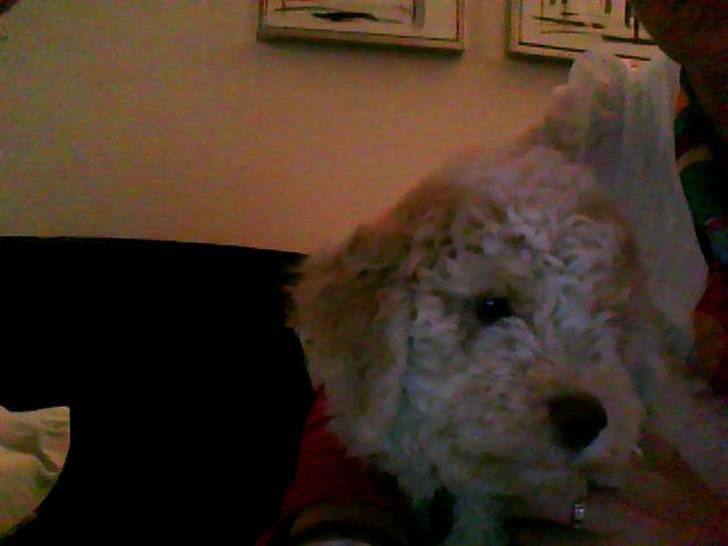 Lagotto romagnolo Ilare lapinlumon billede 5