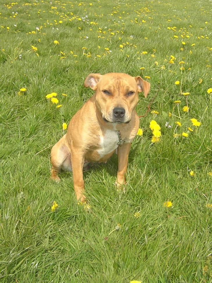 Amerikansk staffordshire terrier - .::.Chica .::. billede 3