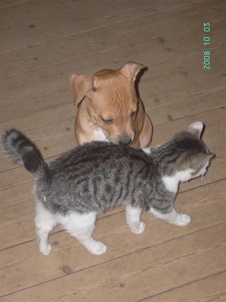 Amerikansk staffordshire terrier - .::.Chica .::. billede 5