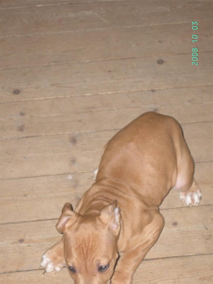 Amerikansk staffordshire terrier - .::.Chica .::. billede 6