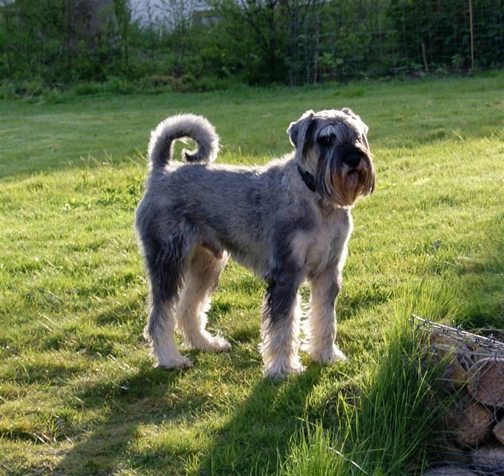 Mellemschnauzer Rabjerg's Skywalker - Velkommen til Casso´s profil, ´jeg håber at i vil læse teksten og se billederne og hvis i har lyst skrive en kommentar  <3  { fotograf - Miig  } - Maj 2010 billede 1