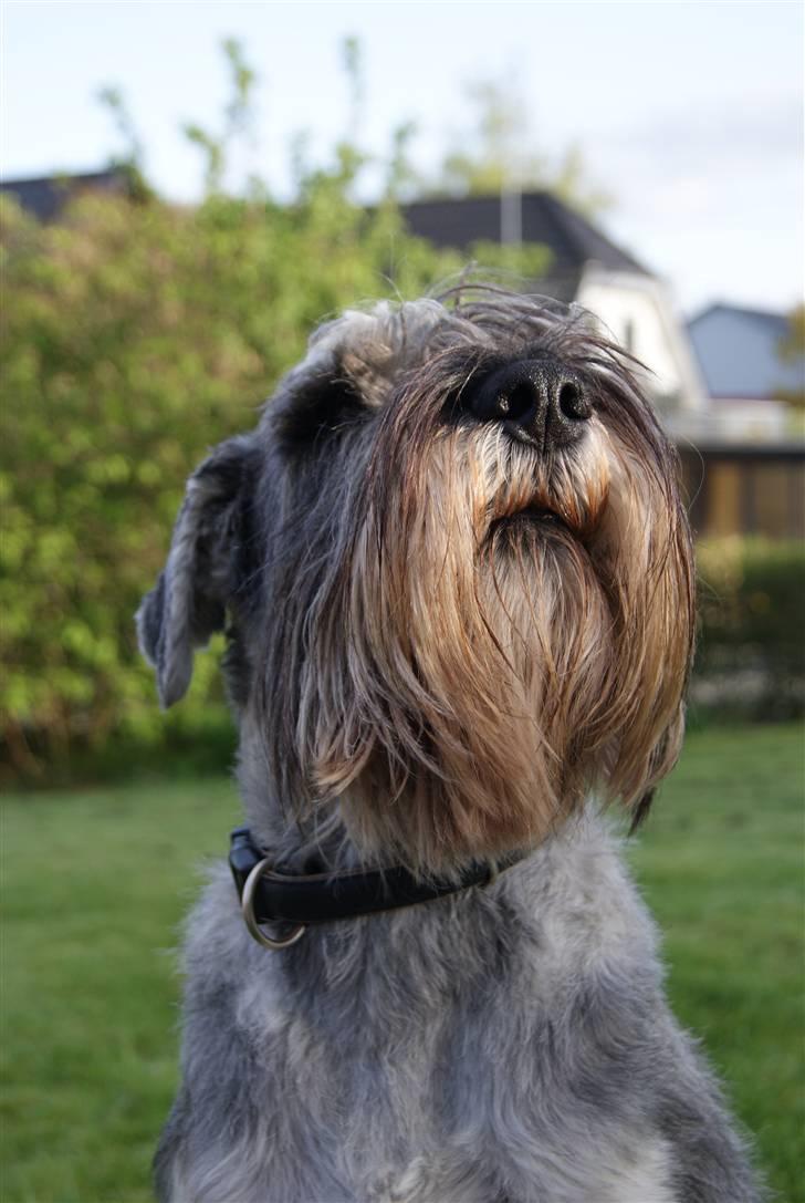 Mellemschnauzer Rabjerg's Skywalker - Verdens smukkeste hund - Maj 2010 { fotograf : Miig } billede 2