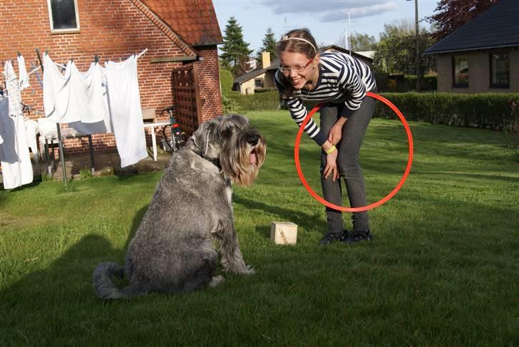 Mellemschnauzer Rabjerg's Skywalker - Ditte (søster) og Casso efter en go´ omgang spring og træning i haven d; { fotograf :: Miig } billede 3