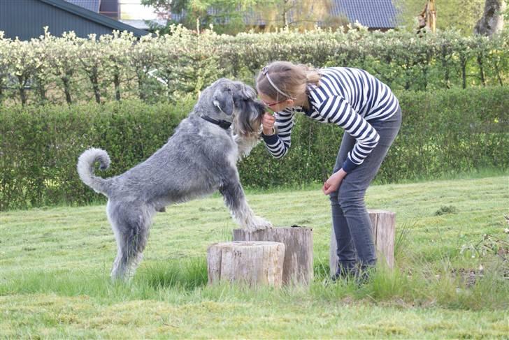 Mellemschnauzer Rabjerg's Skywalker - Casso & Ditte - Maj 2010 { fotograf : Miig } billede 4