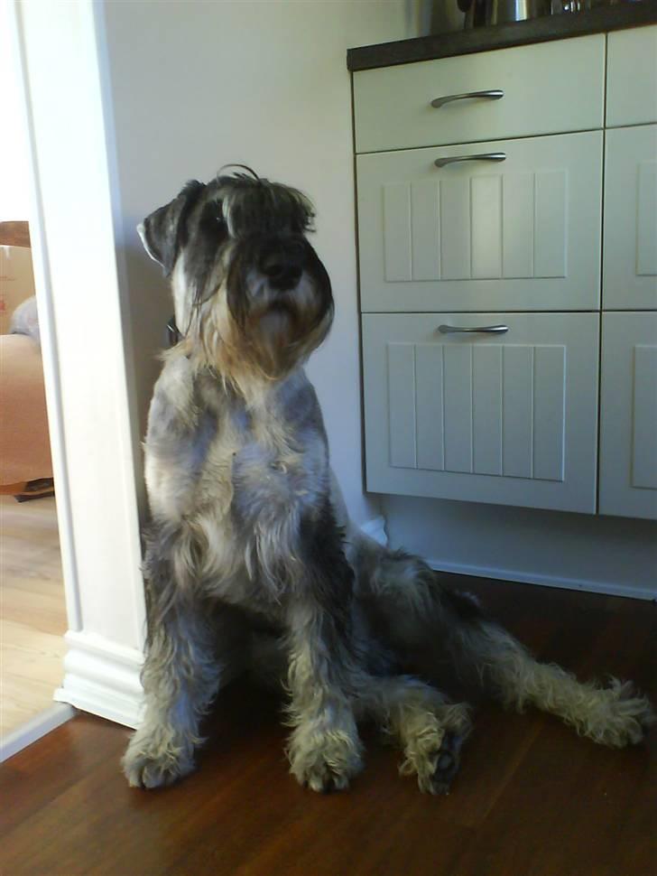 Mellemschnauzer Rabjerg's Skywalker - Fra da vi fiik ham " i sit hjørne" { Fotograf : Miig ! } billede 5
