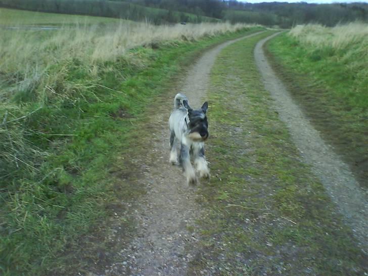 Mellemschnauzer Rabjerg's Skywalker - CASSO FRIIII SOM FUGLEN ! { fotograf : Miig ! } billede 6