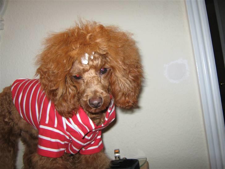 Dværgpuddel Sif  "Siffimus" - Sikke en fin lille trøje billede 3