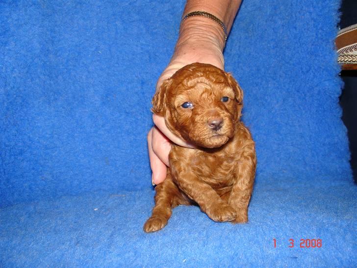 Dværgpuddel Sif  "Siffimus" - Det er jo en lille baby Sif billede 4