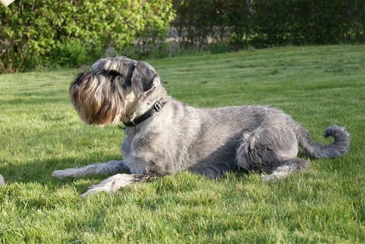 Mellemschnauzer Rabjerg's Skywalker - smukke hund! { fotograf : Mig } billede 7