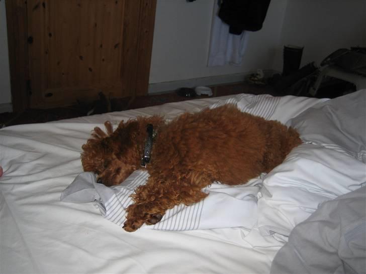 Dværgpuddel Sif  "Siffimus" - Nu er hun endelig træt billede 5