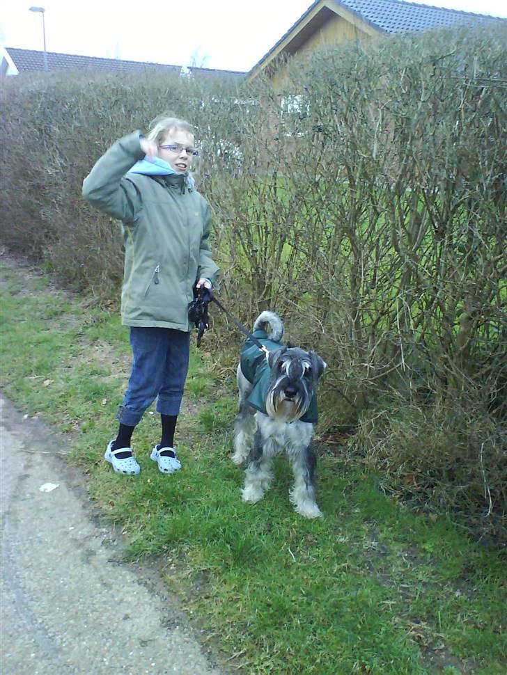 Mellemschnauzer Rabjerg's Skywalker - Casso & Søster { fotograf : Mig } billede 8