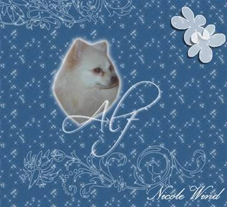 Pomeranian Alf billede 15