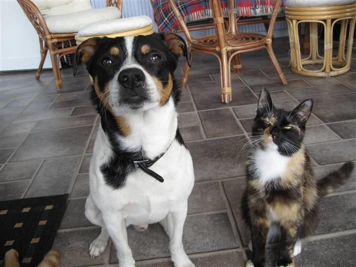 Dansk svensk gaardhund Kipper billede 20