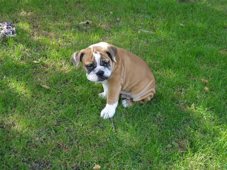 Blanding af racer Herman billede 1