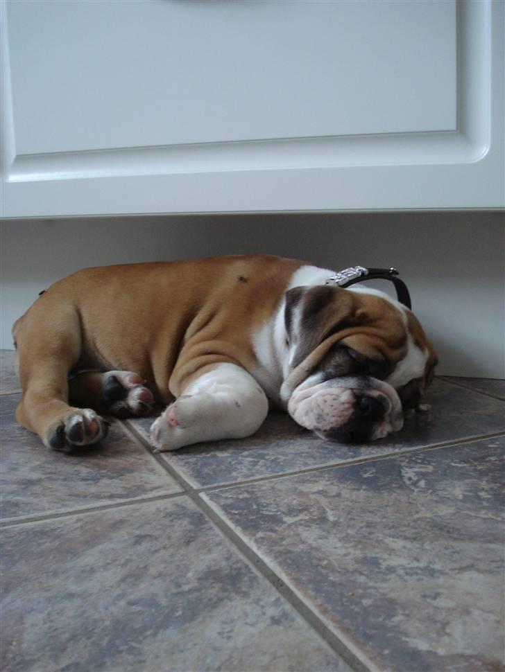 Blanding af racer Herman billede 2