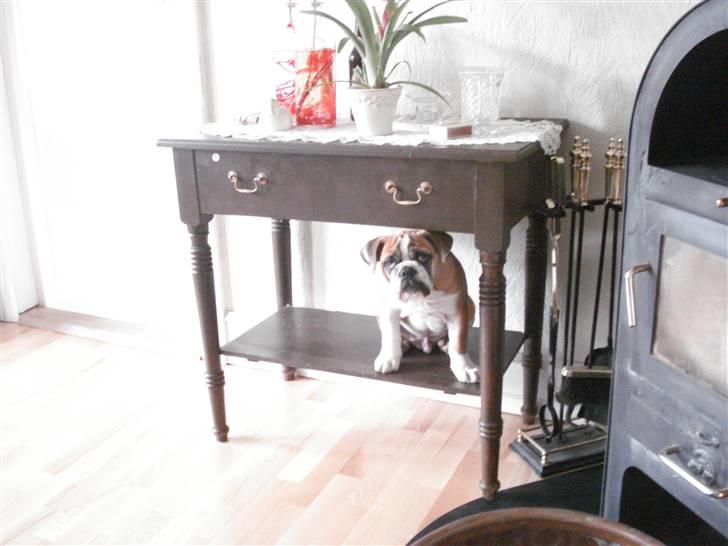 Blanding af racer Herman billede 3