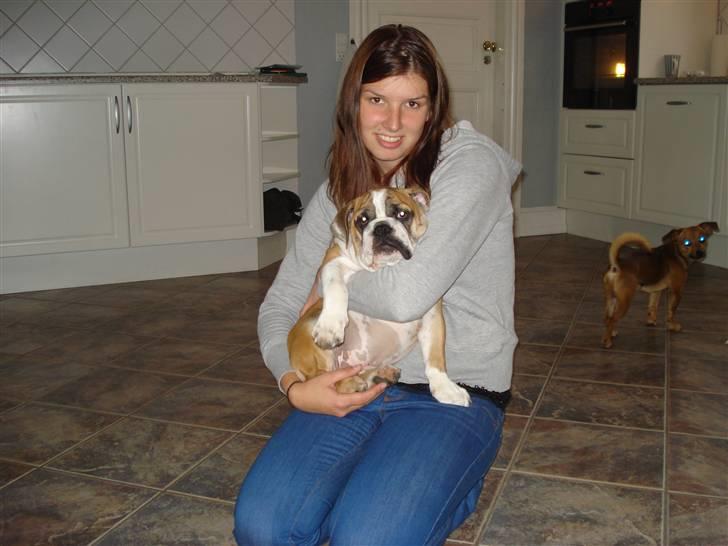 Blanding af racer Herman billede 4