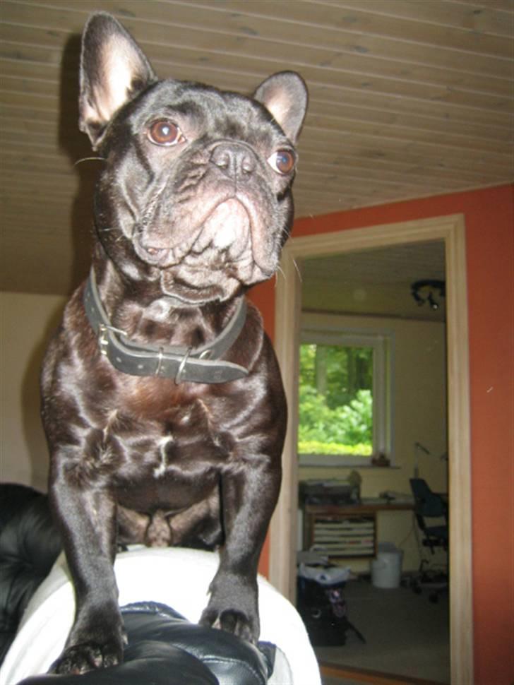 Fransk bulldog *Buller* billede 7