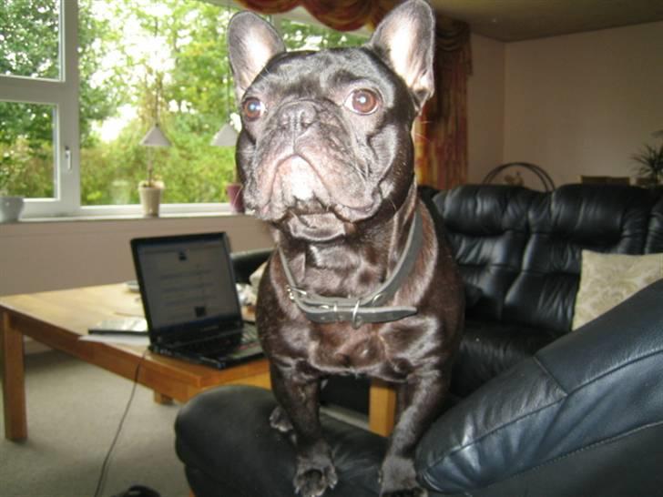Fransk bulldog *Buller* billede 8