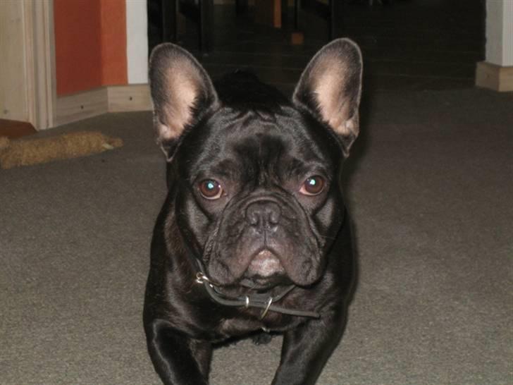 Fransk bulldog *Buller* billede 9