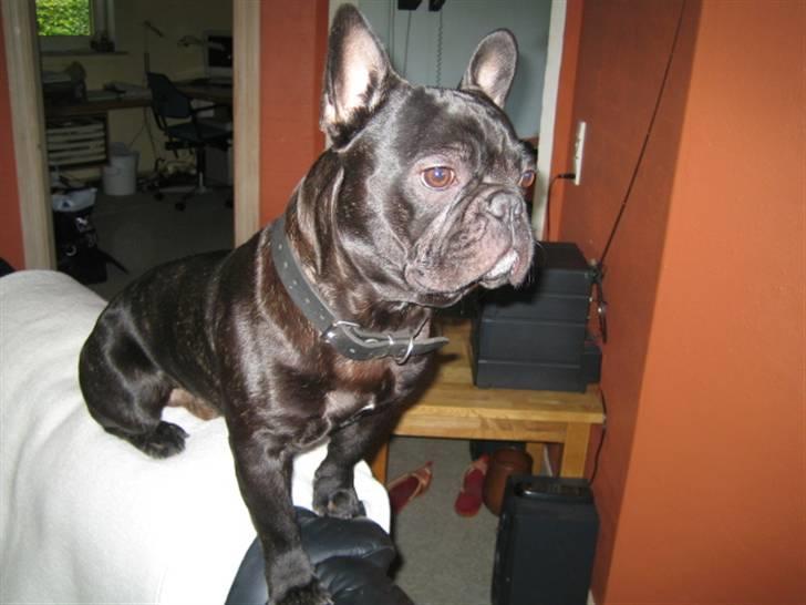 Fransk bulldog *Buller* billede 10