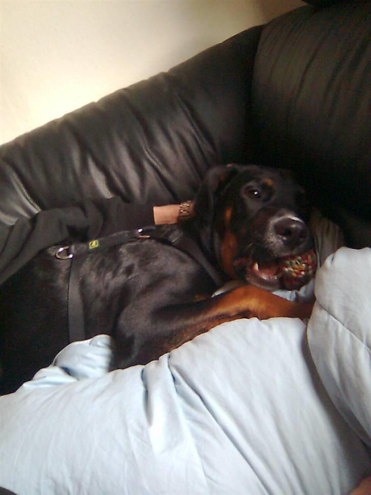 Blanding af racer Boss billede 2