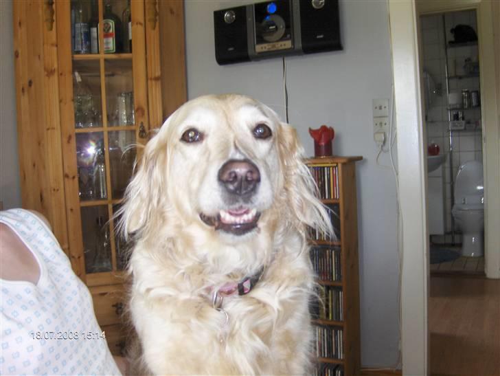 Blanding af racer Muddi #DØD# billede 9