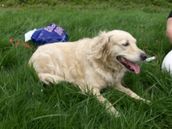 Blanding af racer Muddi #DØD# billede 10