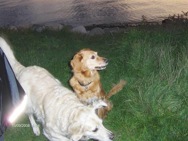 Blanding af racer Dina billede 11