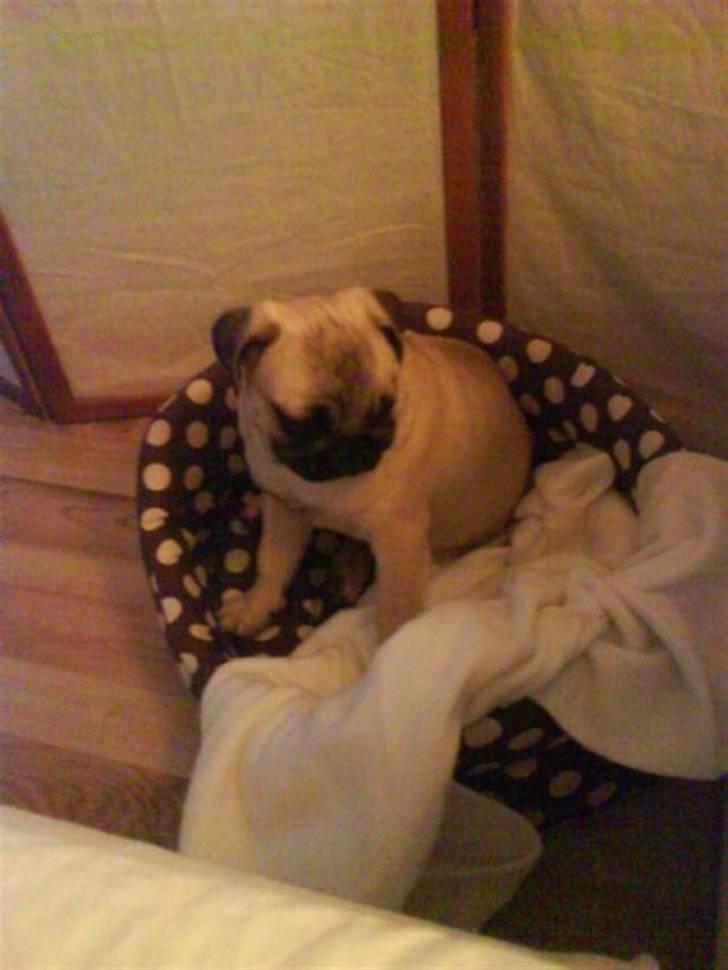 Mops Fiona billede 1