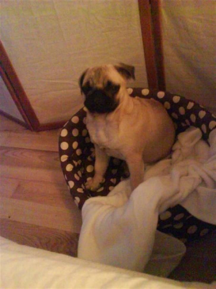 Mops Fiona billede 2