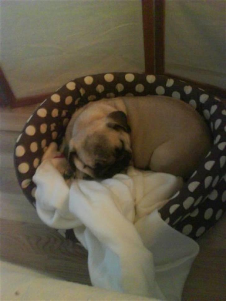 Mops Fiona billede 3