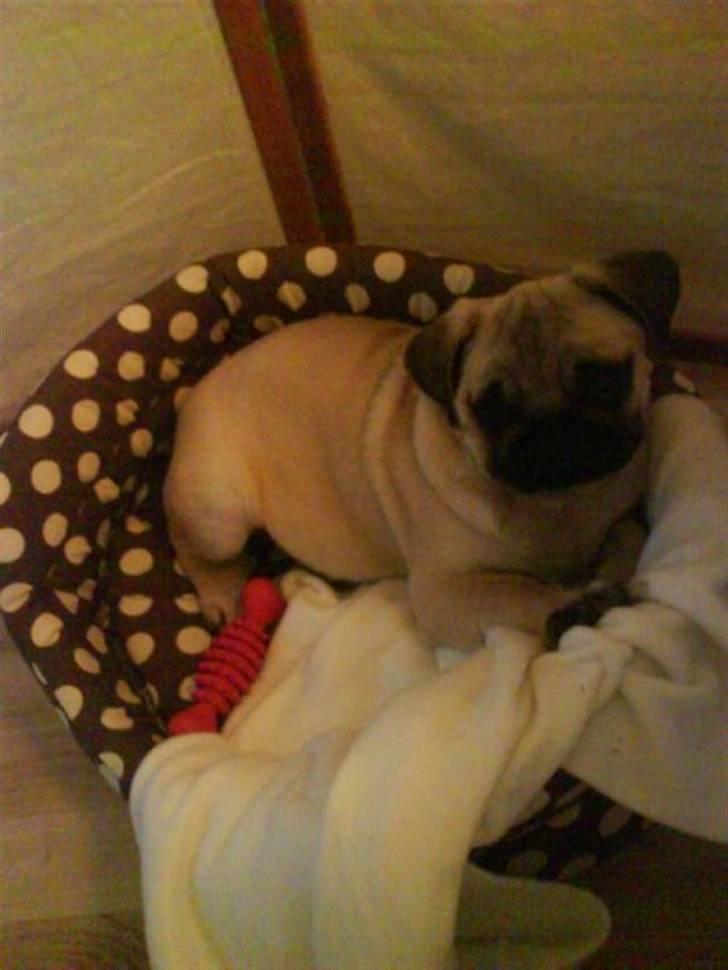 Mops Fiona billede 4