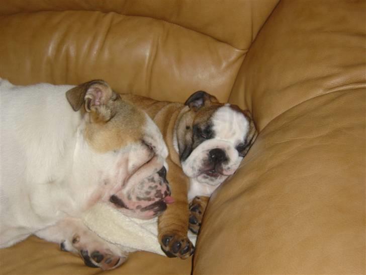 Engelsk bulldog Ziva billede 9