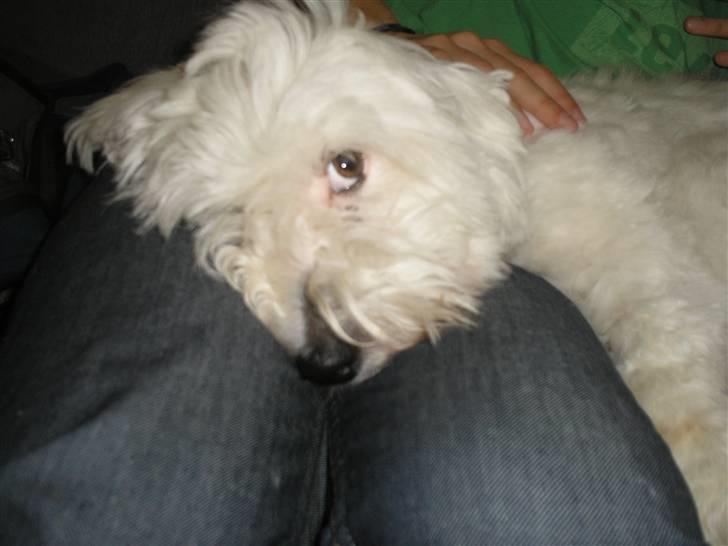 Coton de tulear Spooky (Falkon's Cosmo) billede 15