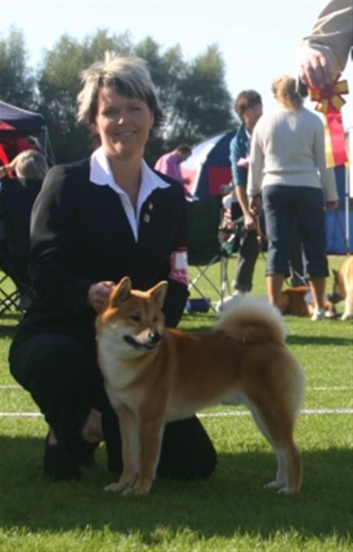 Shiba Niiki - DKCH KBHV09 Yamazakura´s Fujiyama BIR begge dage i Brøndby billede 1