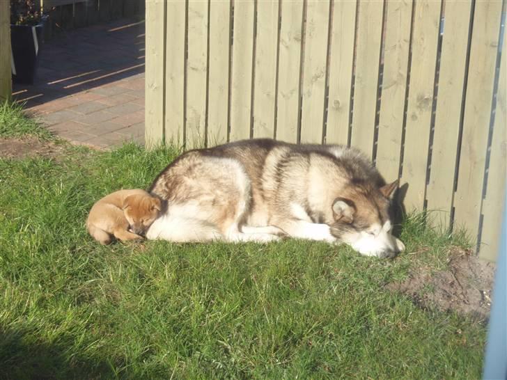 Shiba Niiki - Niiki er næsten lige flyttet ind og så et stort forbillede  i Djinn, Forståeligt nok :-) billede 2