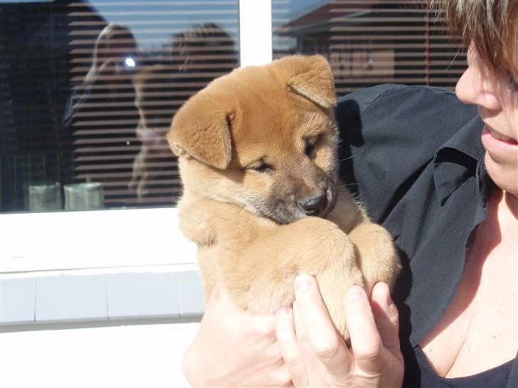 Shiba Niiki billede 3