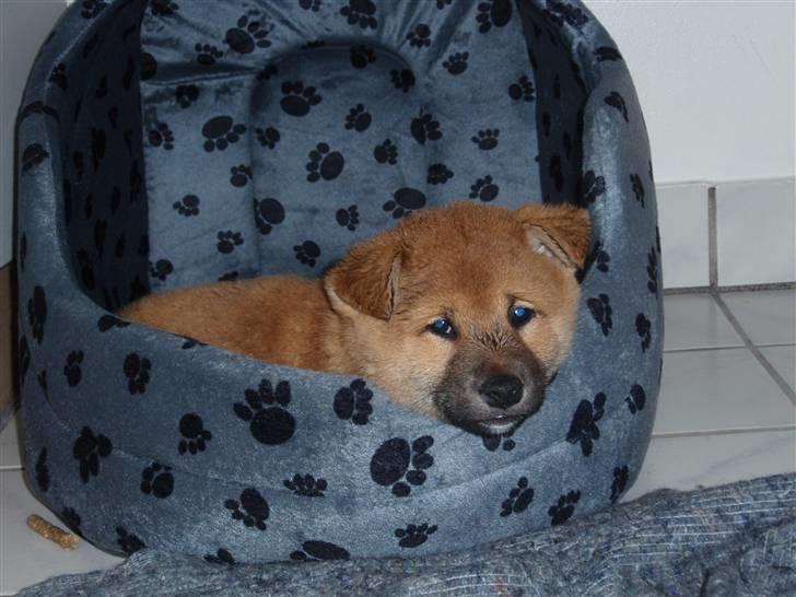 Shiba Niiki billede 4