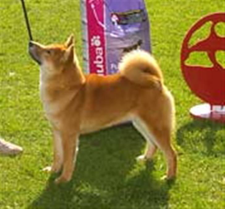 Shiba Niiki - Her bliver Niiki BIS-hvalp i Fuglebjerg billede 5