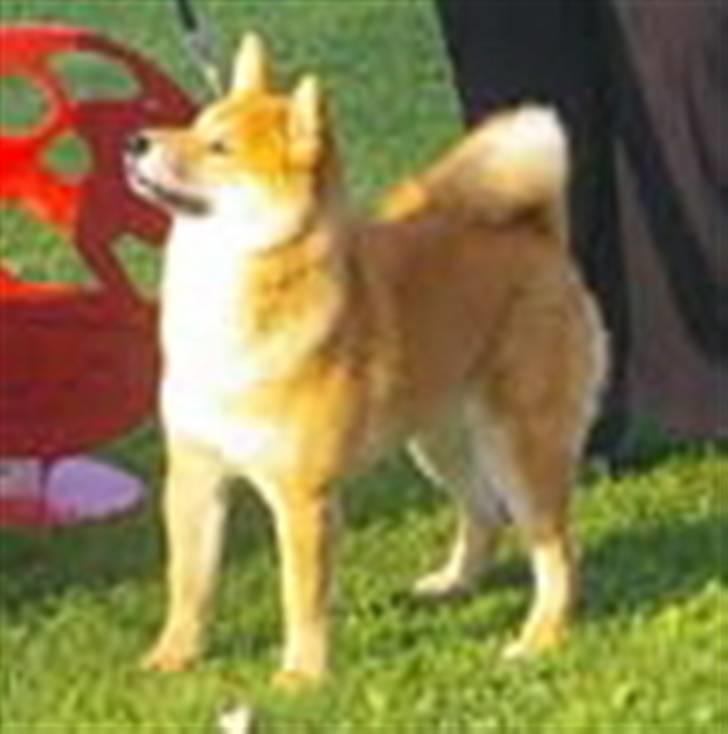 Shiba Niiki billede 6