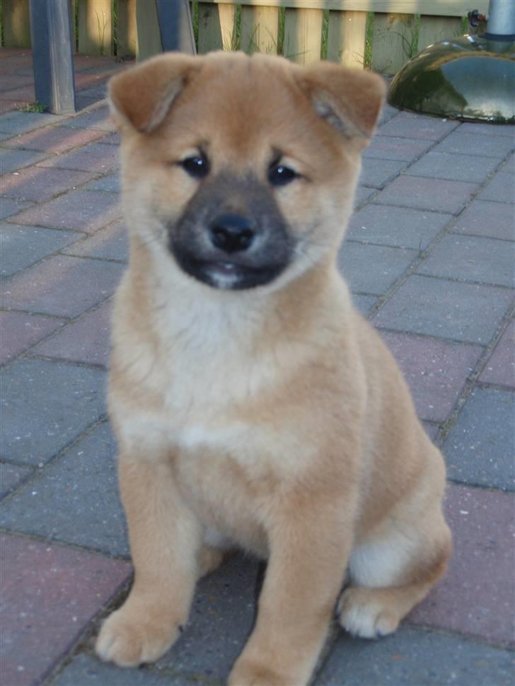 Shiba Niiki billede 7