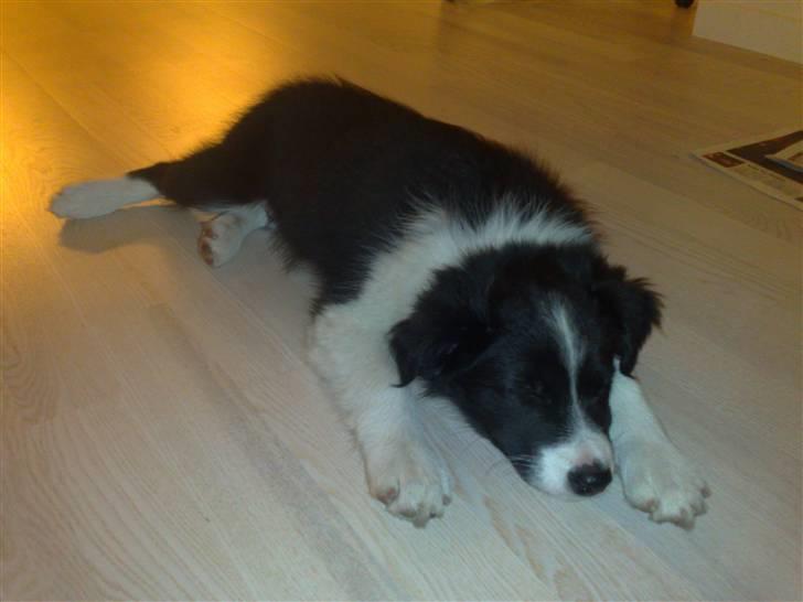 Border collie Zako  - Zako slapper lige af etfer en vild legetur med vores den gamle hund :) billede 3